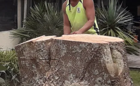 Arborist cutting a large tree stump down level with a chainsaw