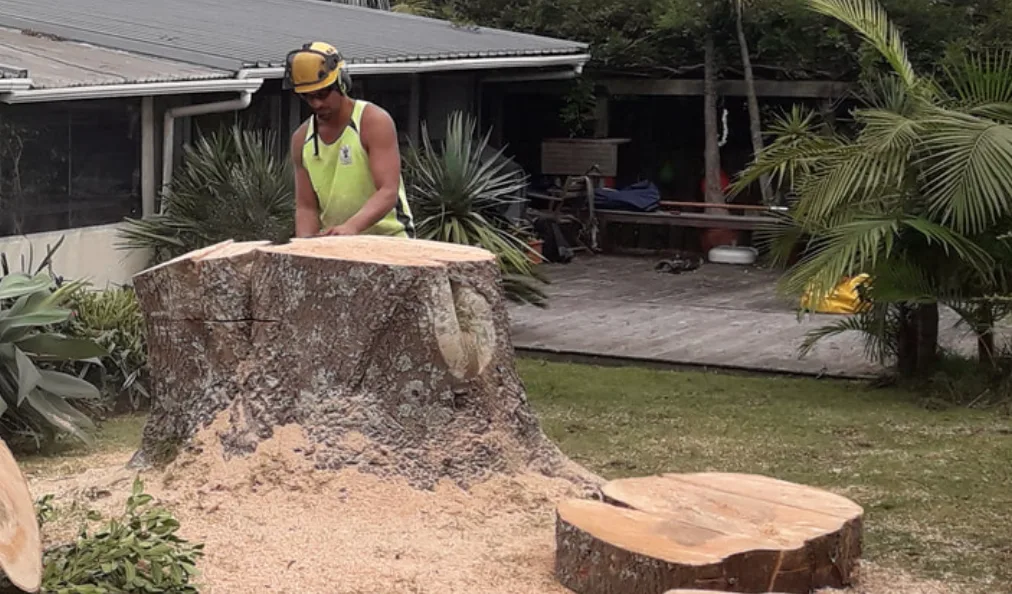 Worker cutting down a large tree stump beside a house