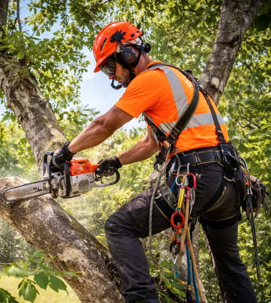 Arborist in a harness cutting a branch with a chainsaw up a tree