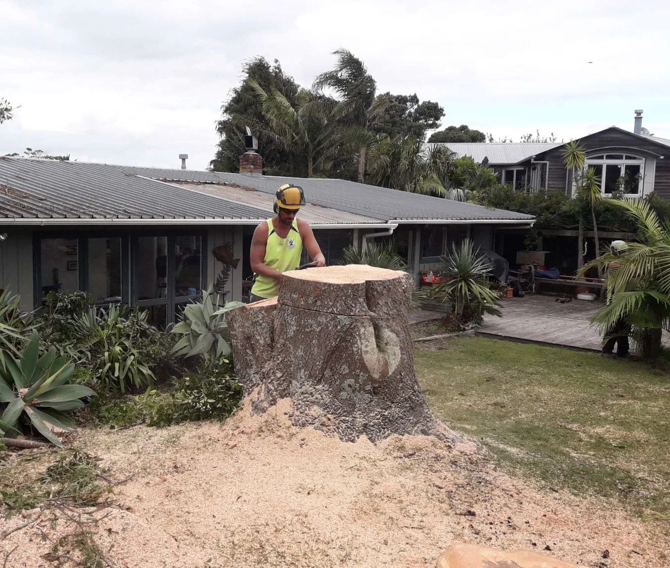 Worker standing beside a freshly ground tree stump in front of a house