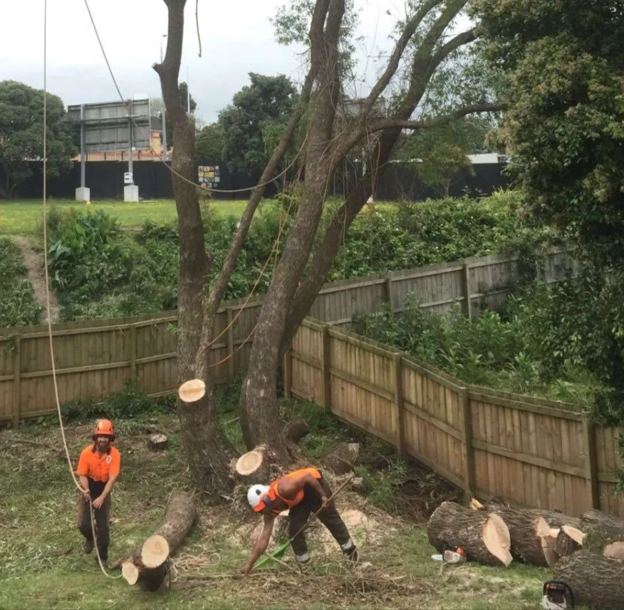 Two arborists sectioning a large tree in a backyard