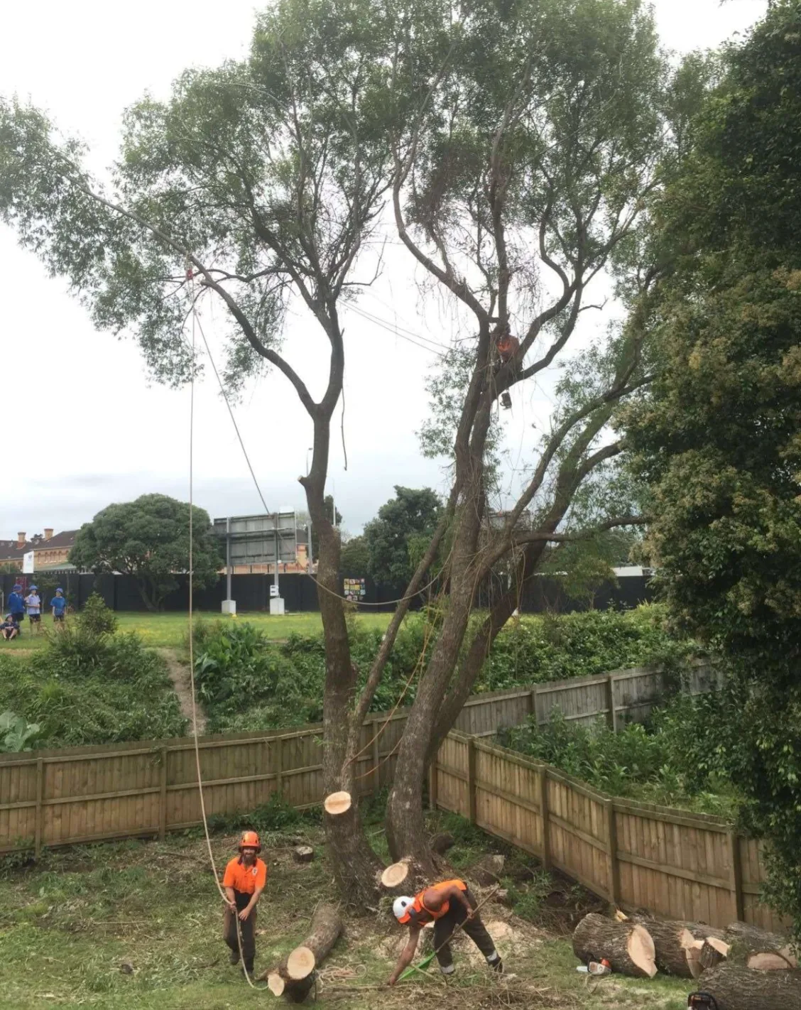 Arborists felling a large tree in a residential backyard