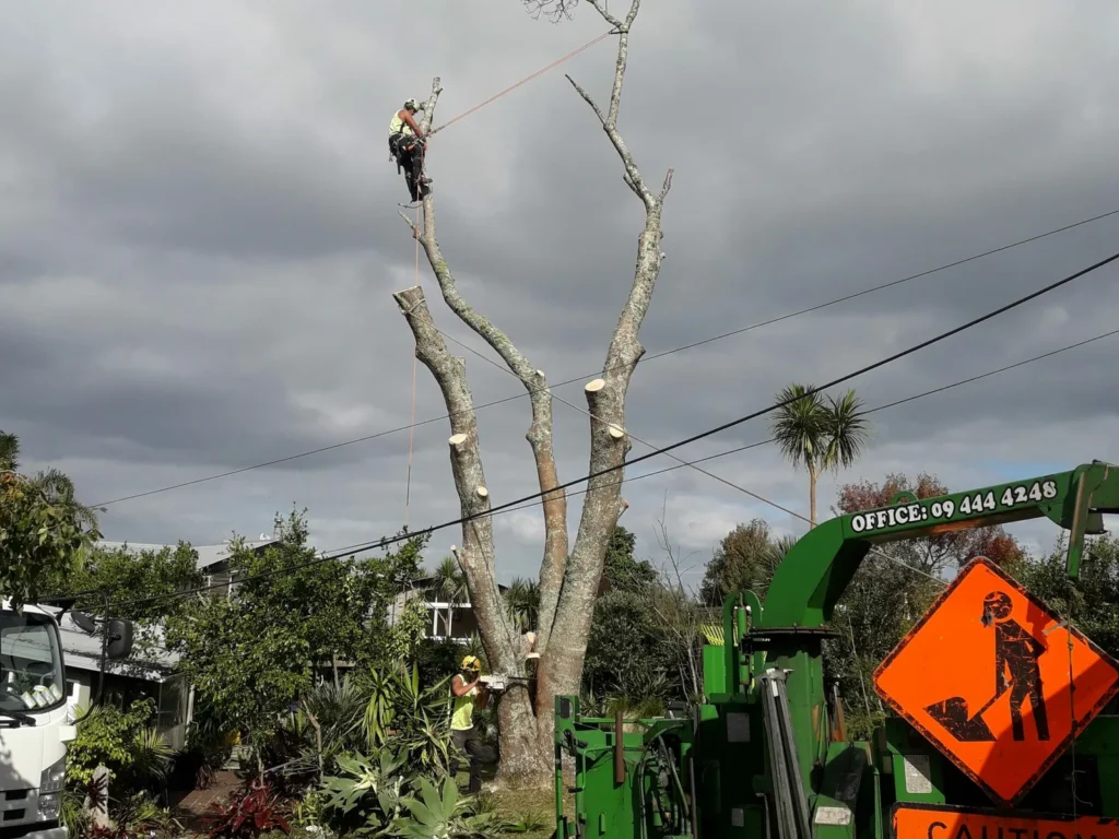 Arborist in an elevated work platform dismantling a tall tree beside power lines